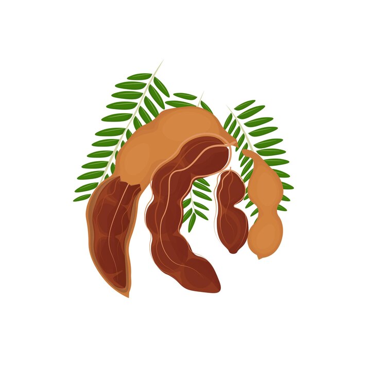 Logotipo de ilustración de fruta de tamarindo pelado