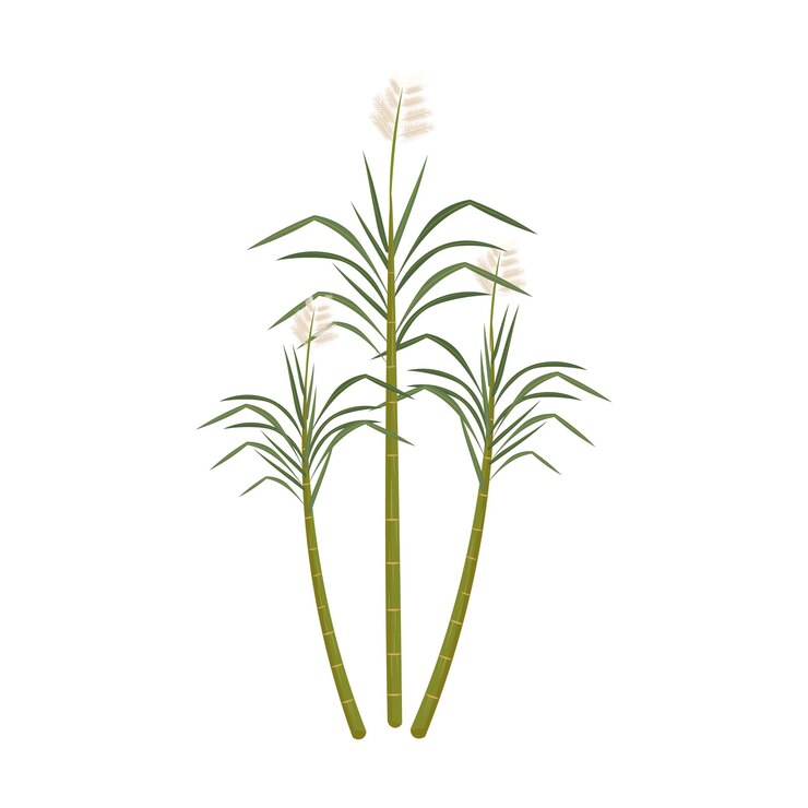 Vector logotipo de ilustración de planta de caña de azúcar