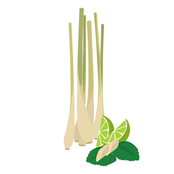 Logotipo de ilustración vectorial Clip art Planta de hierba de limón fresca