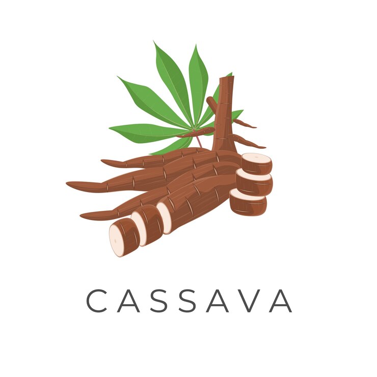 Un logotipo de ilustración vectorial de raíz de mandioca realista de rebanada