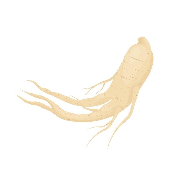 Logotipo de ilustración vectorial realista de raíz de ginseng saludable