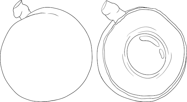 Longan vector dibujo a mano alzada conjunto ilustración de frutas tropicales Línea dimocarpus longan fruta