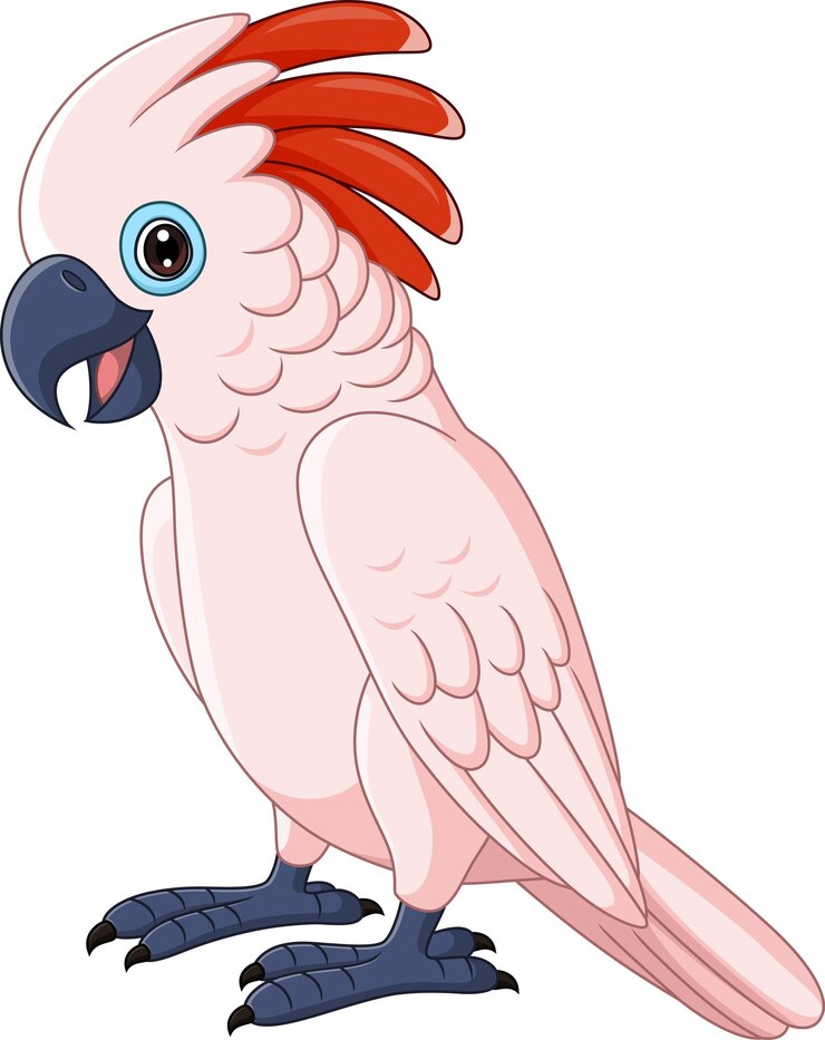 Loro cacatúa de las Molucas de dibujos animados sobre fondo blanco