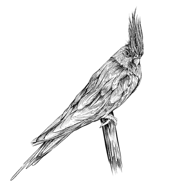 Loro Corella, pájaro aislado sobre fondo blanco. ilustración dibujada a mano