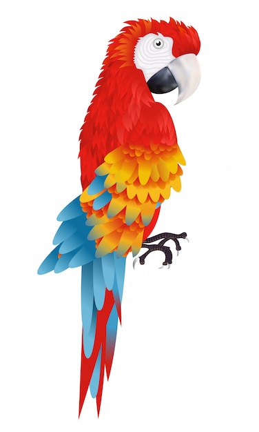 Un loro guacamayo brillante aislado en la ilustración de fondo blanco