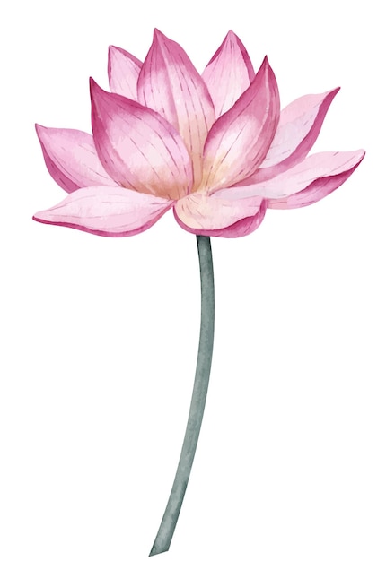 Lotus Flower Hand dibuja la ilustración de acuarela de Water Lily sobre un fondo aislado para el diseño de Spa