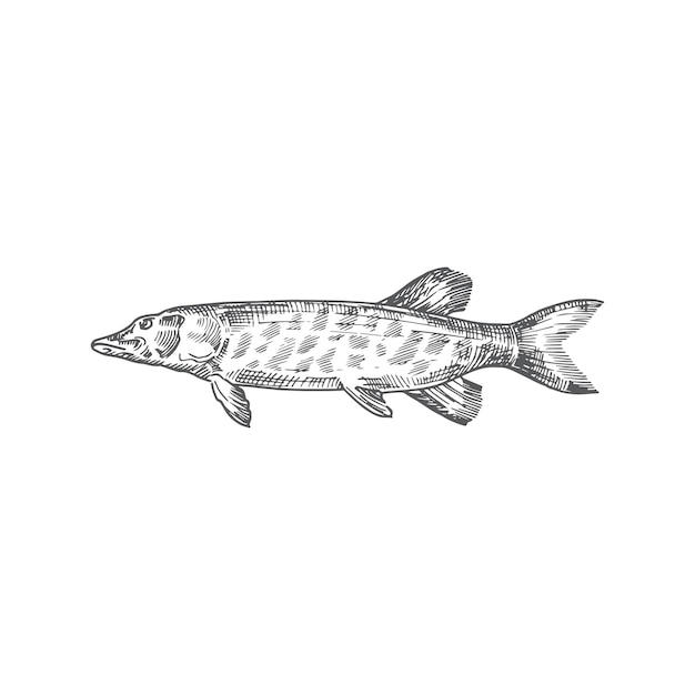 Lucio Ilustración Vector Dibujado Mano Pescado Abstracto Dibujo Estilo Grabado Dibujo