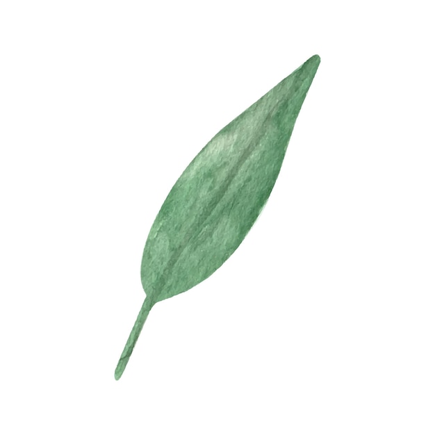 Luminosa hoja verde dibujada a mano Hojas de ilustración en acuarela para decoración y arreglos de bodas