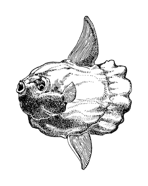 La luna de peces oceánicos o la ilustración de vector de mola común