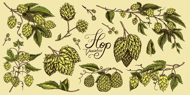 Vector lúpulo y cerveza de malta de cebada conjunto vintage grabado colección dibujada a mano boceto para menú web o pub elementos de diseño aislados sobre fondo blanco