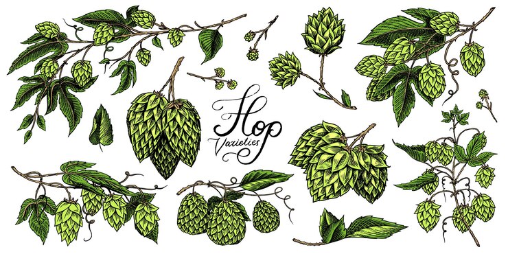Vector lúpulo y cerveza de malta de cebada conjunto vintage grabado colección dibujada a mano boceto para menú web o pub elementos de diseño aislados sobre fondo blanco
