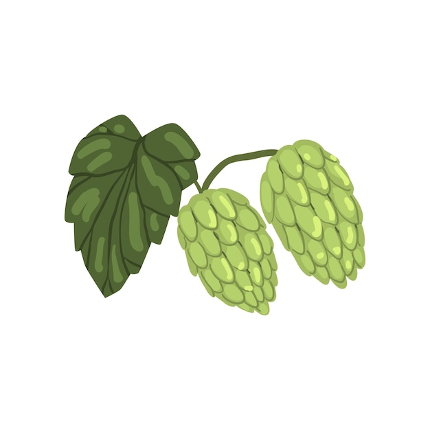 Lúpulo verde con hoja humulus lupulus elemento vegetal para el diseño de productos cerveceros vector ilustración sobre un fondo blanco