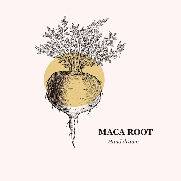 Maca dibujada a mano raíz de maca peruana ginseng peruano Raíz de maca dibujada a mano