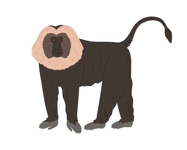 Macaco cola de león o wanderoo. Mono indio con melena blanca plateada y pelaje negro y esponjoso. Animal exótico de la selva con pelaje peludo. Ilustración de vector plano coloreado aislado sobre fondo blanco.