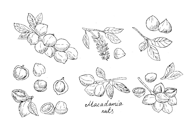 Macadamia nueces de rama gran conjunto de dibujo a mano ilustración de boceto ilustración vectorial se puede utilizar para