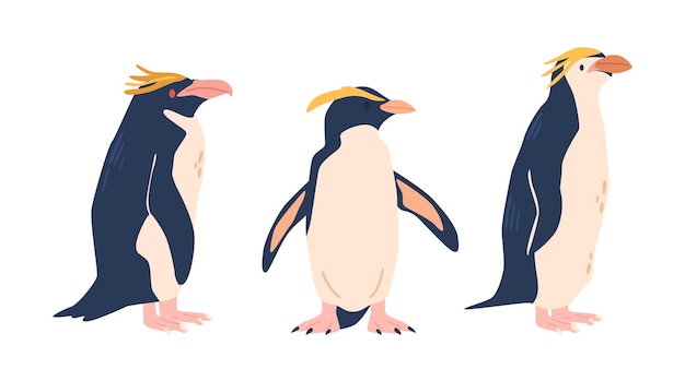 Vector macarrones de penacho amarillo las especies de pingüinos con cresta erecta conocidas por sus distintivas cejas amarillas son ágiles aves costeras que habitan en islas subantárticas y saltan entre rocas ilustración vectorial