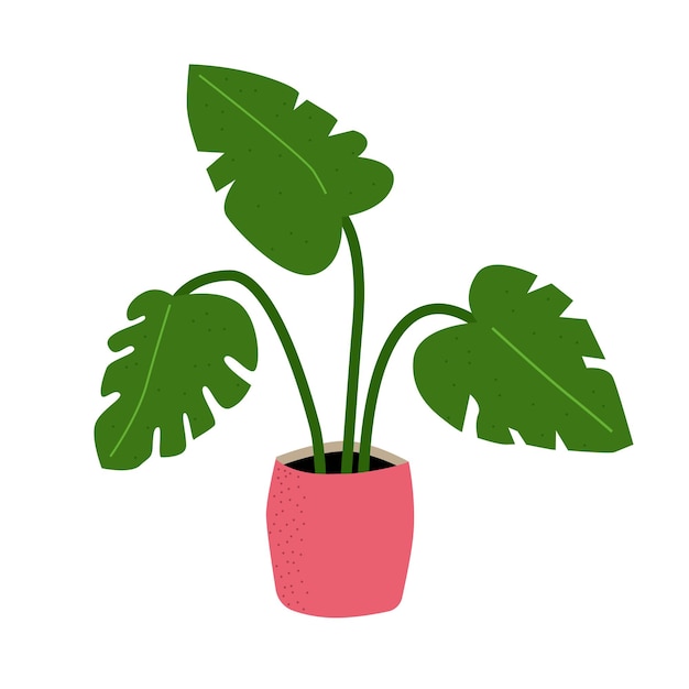 Maceta rosa con una planta casera monstera