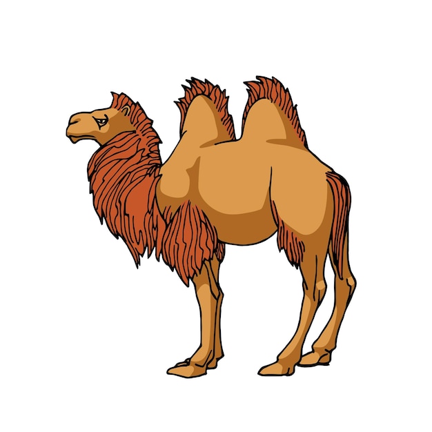 Un macho de camello bactrianus de dos jorobas con melena. Antiguo transporte del desierto.