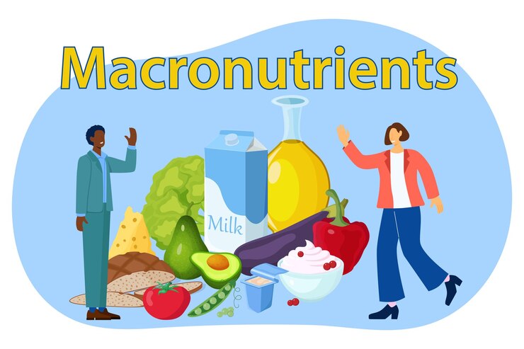 Vector macronutrientes planificación adecuada de la nutrición la gente está discutiendo la utilidad de las proteínas