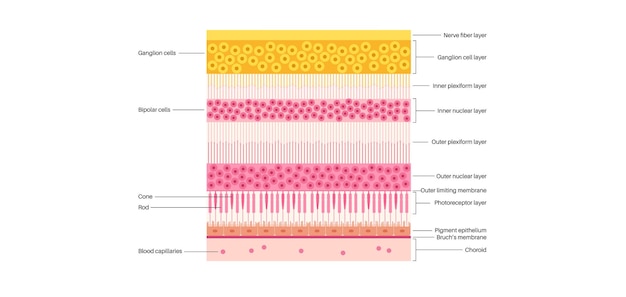 Mácula fovea y foveola
