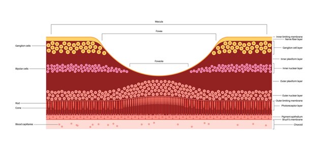 Mácula fovea y foveola