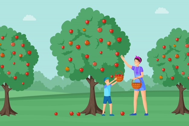 Madre, hijo cosechando manzanas ilustración