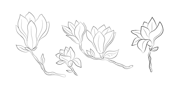 Magnolia 5 flores dibujadas por líneas brote aislado en una rama para invitaciones y postales