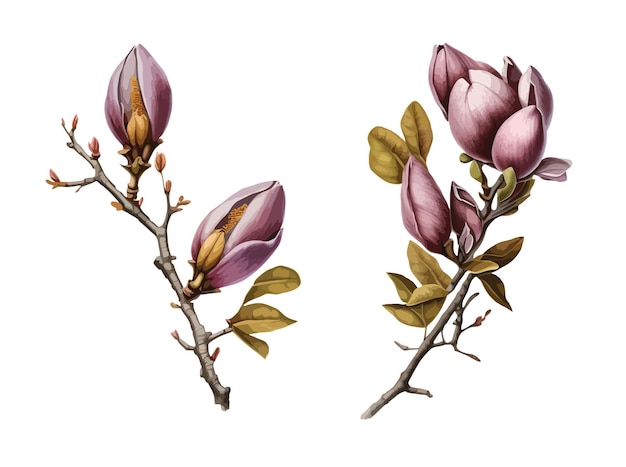 Magnolia clipart aislado vector ilustración