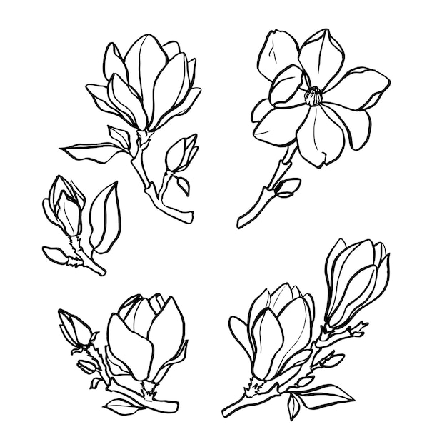 Magnolia contorno conjunto gráfico plantas contorno negra y blanca flor dibujado a mano ilustraciones negras