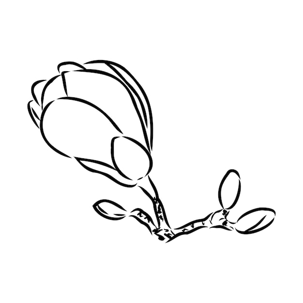 Magnolia flor dibujo a mano y dibujo de línea de arte en fondos blancos dibujado a mano botánico vector magnolia para primavera fondo textura envoltura patrón magnolia dibujo vectorial