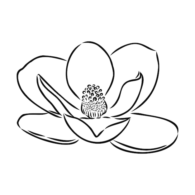 Vector magnolia flor dibujo a mano y dibujo de línea de arte en fondos blancos dibujado a mano botánico vector magnolia para primavera fondo textura envoltura patrón magnolia dibujo vectorial