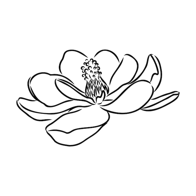 Vector magnolia flor dibujo a mano y dibujo de línea de arte en fondos blancos dibujado a mano botánico vector magnolia para primavera fondo textura envoltura patrón magnolia dibujo vectorial