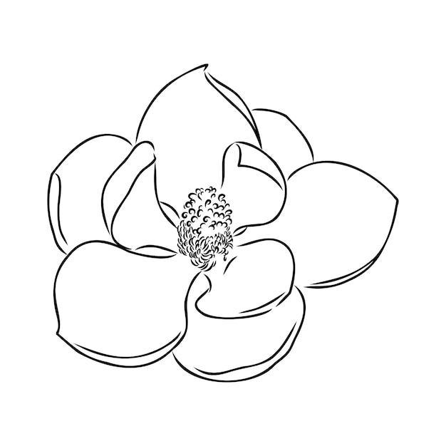 Magnolia flor dibujo a mano y dibujo de línea de arte en fondos blancos dibujado a mano botánico vector magnolia para primavera fondo textura envoltura patrón magnolia dibujo vectorial