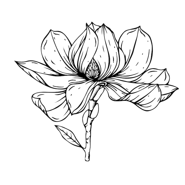 Magnolia flor gráficos en blanco y negro flor flor gráfico con forro