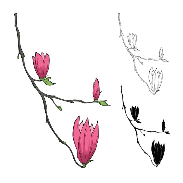 Vector magnolia en flor en la rama ilustración vectorial