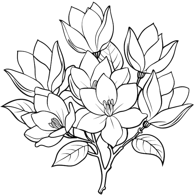 Magnolia Flower contorno ilustración de diseño de páginas de libro de colorear Magnolia Flor en blanco y negro
