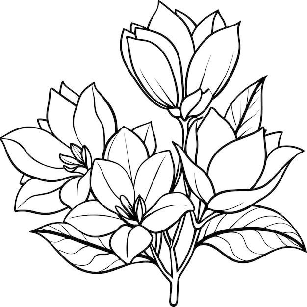 Magnolia Flower contorno ilustración de diseño de páginas de libro de colorear Magnolia Flor en blanco y negro
