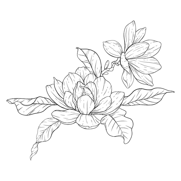 Vector magnolia flower line art floral página para colorear contorno flores