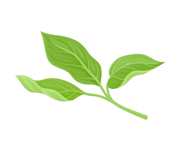 Magnolia Hojas verdes detalladas Elemento de diseño vectorial Colección botánica decorativa