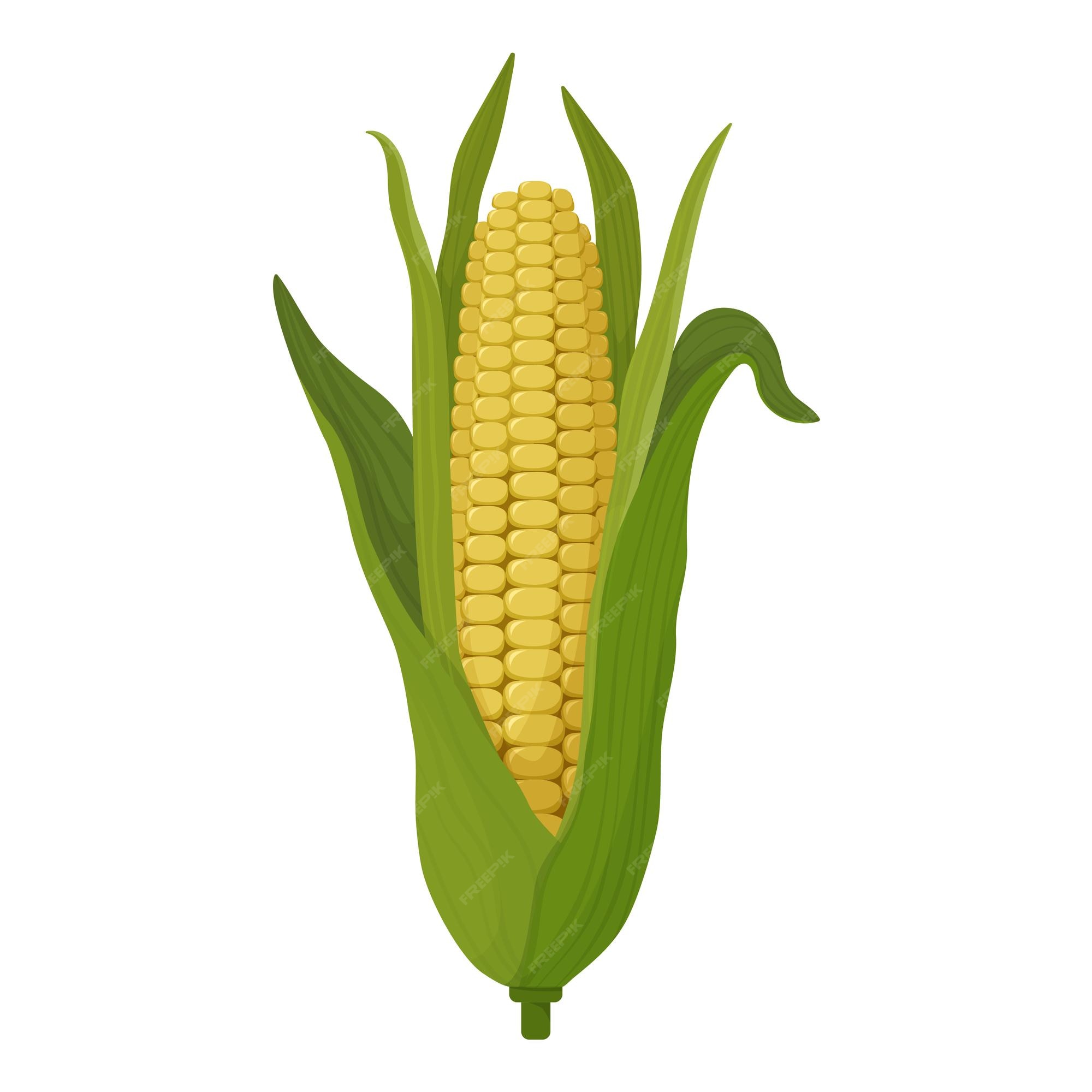 Maíz dibujo dibujos animados mazorca grande con hojas y granos icono de  maíz | Vector Premium