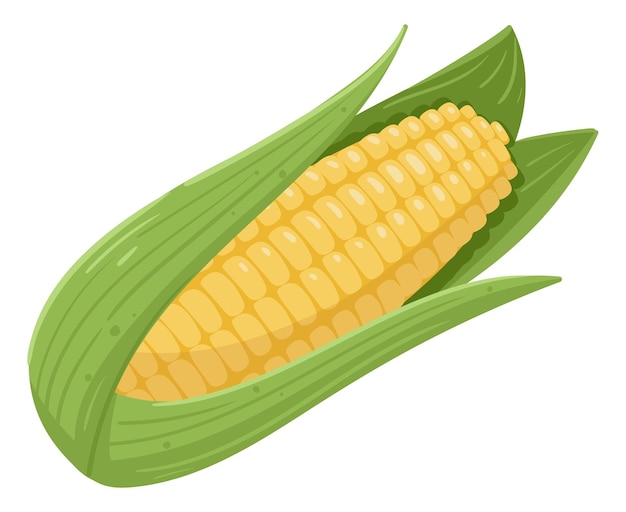 Vector maíz dorado dulce de dibujos animados granja de verano agricultura maíz fresco crudo vegetal maíz orgánico amarillo oreja para un estilo de vida saludable ilustración vectorial plana sobre fondo blanco