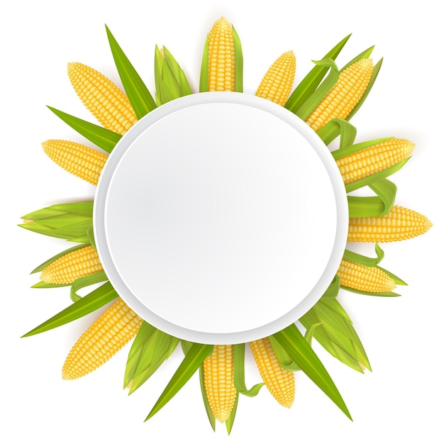 Vector maíz dulce marco plantilla vector ilustración realista