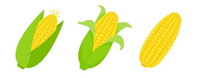 Vector maíz pelado orejas maíz vector fruta amarilla