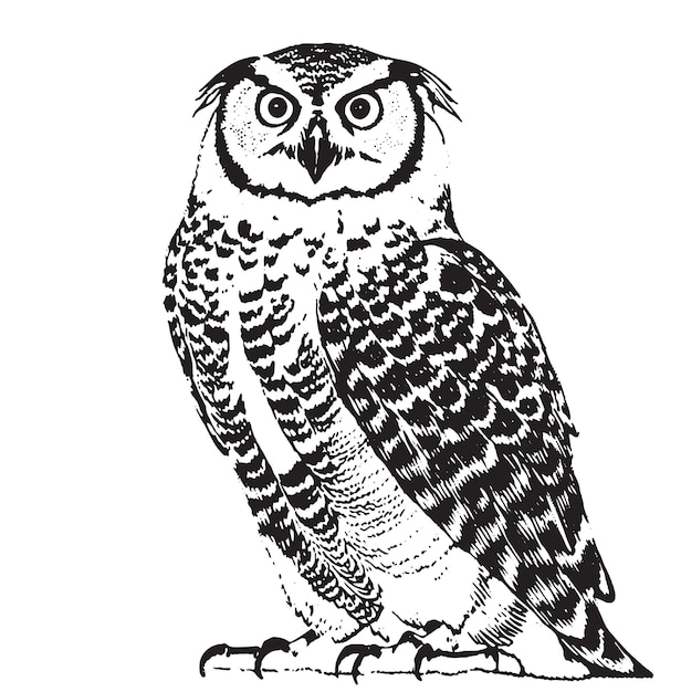 Majestic Owl dibujo dibujo a mano boceto icono del logotipo en blanco y negro ilustración fondo blanco