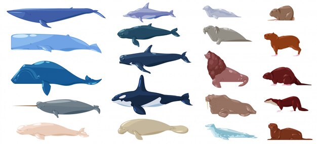 Mamífero marino, agua, animal, carácter, delfín, morsa, y, ballena, en, sealife, o, océano, ilustración