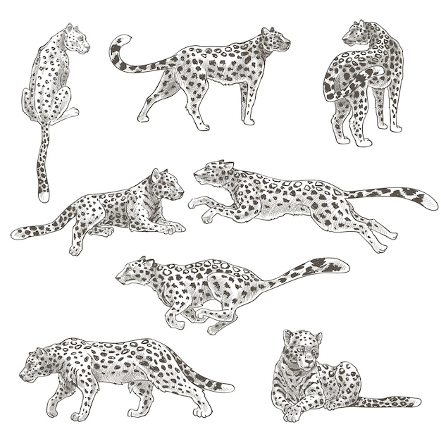 Vector mamífero salvaje carnívoro, leopardo aislado o guepardo