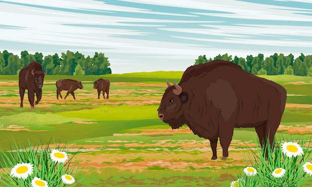 Una manada de bisontes europeos Bison bonasus en un prado inundable con chamomiles y hierbas