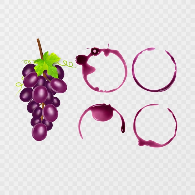 Vector manchas de vino tinto trazas de salpicaduras de vino conjunto ilustración vectorial