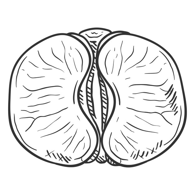 Mandarina de dibujo vectorial sin rodajas de mandarina de cáscara