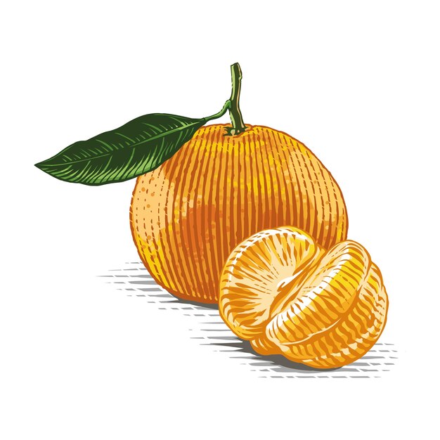 Mandarina en una ramita Dibujo a mano alzada, grabado, estilo de ilustración de acuarela